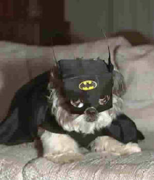 batdog.jpg