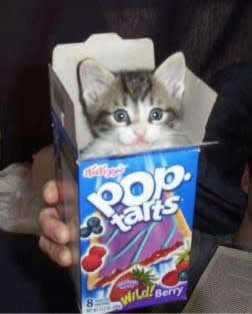 poptartkitten.jpg